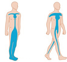 How walking decreases venous stasis?